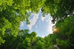 Séjour ressourçant près de Toulouse : 3 bonnes raisons de choisir un éco-lieu en forêt pour vous déconnecter