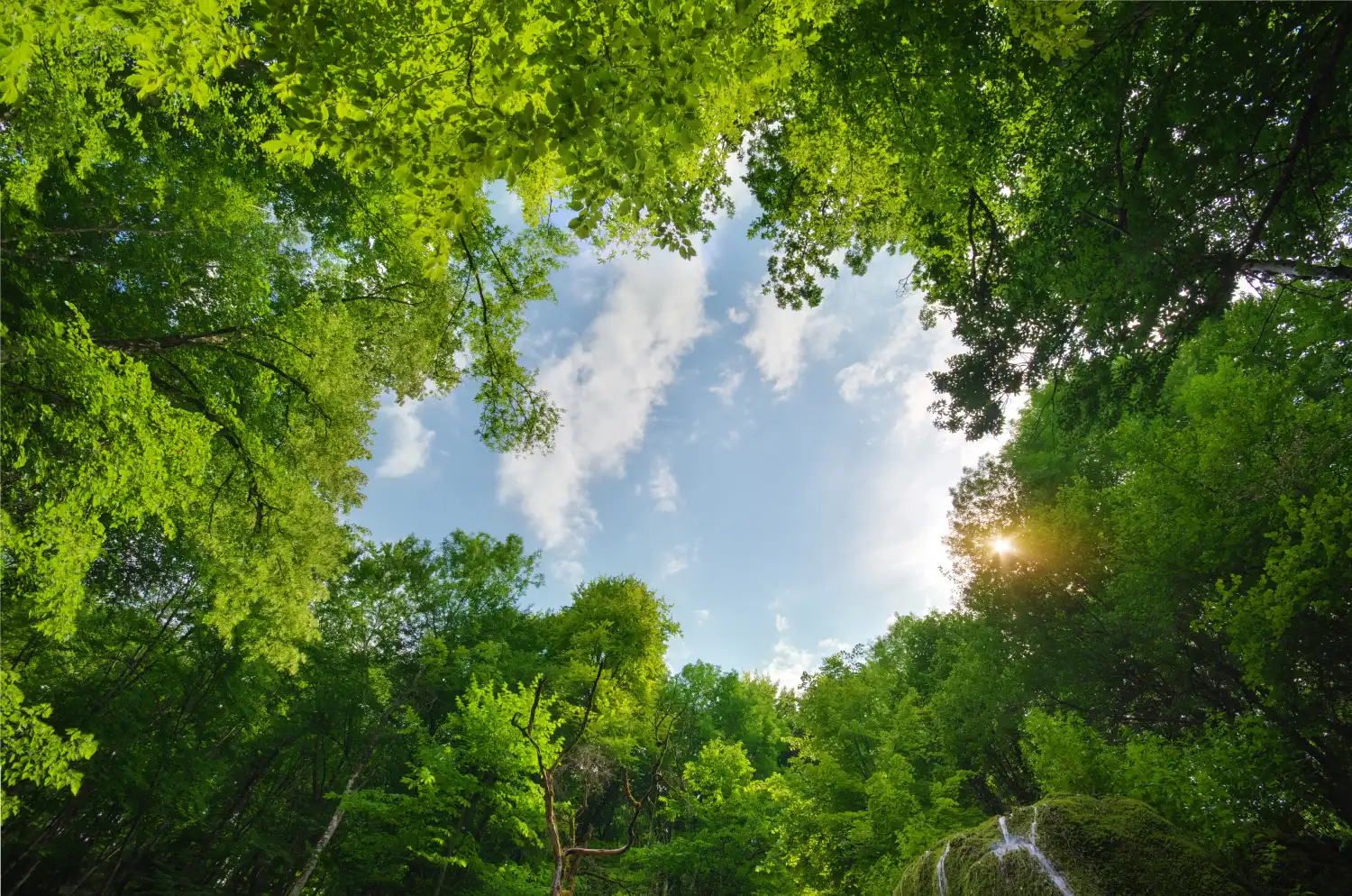 Séjour ressourçant près de Toulouse : 3 bonnes raisons de choisir un éco-lieu en forêt pour vous déconnecter
